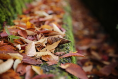 紅葉を見に行こうよう