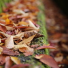 紅葉を見に行こうよう