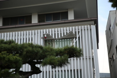 鳩の巣