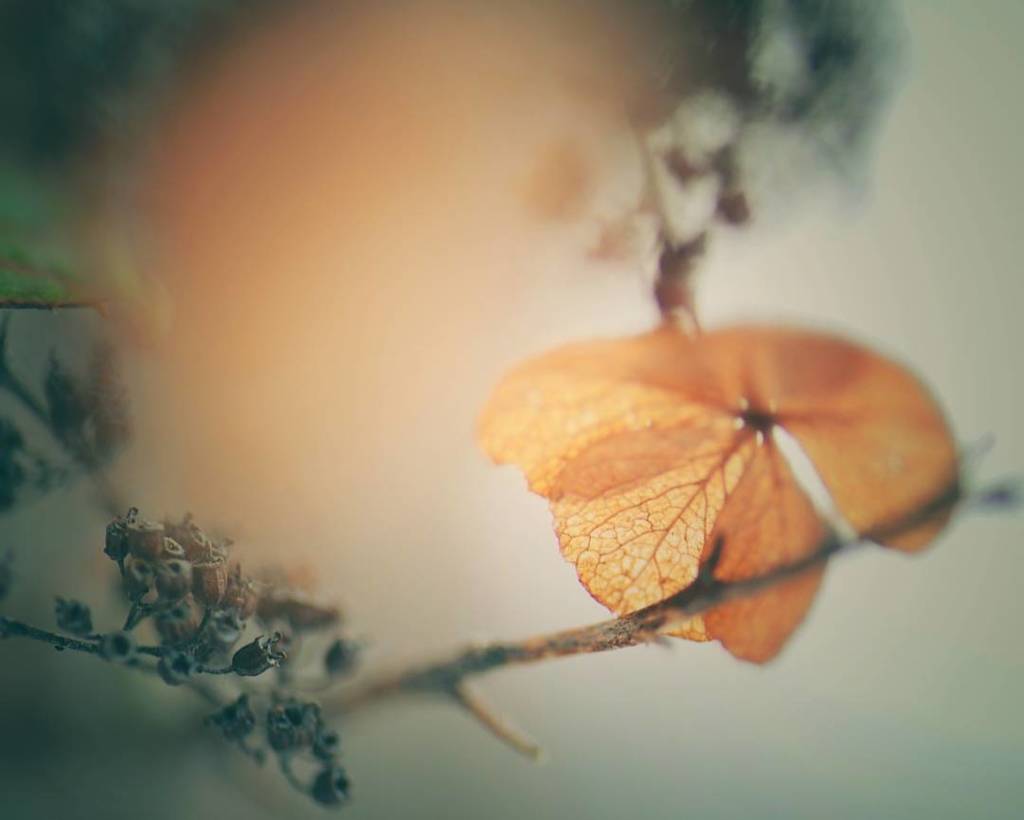 枯れ紫陽花