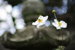 庭。