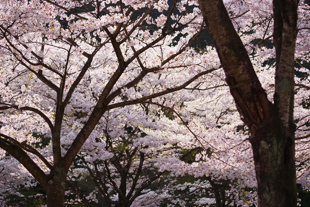 満開の桜