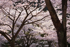 満開の桜