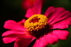 red&Yellow