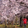 サクラノシタデ