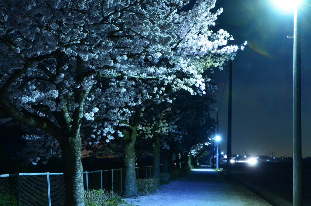 一人夜桜・・・