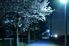 一人夜桜・・・