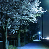 一人夜桜・・・