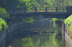 橋