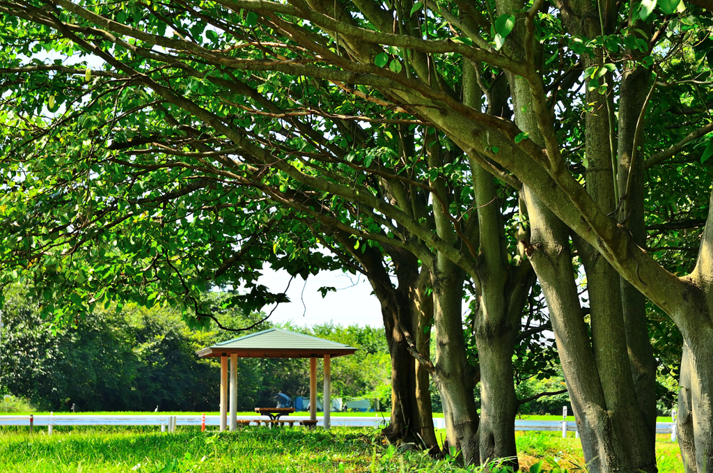 公園の木陰