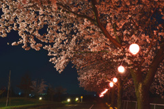 夜の桜・・・
