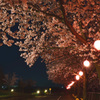 夜の桜・・・