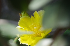 サボテンの花