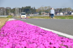 春の花・・・