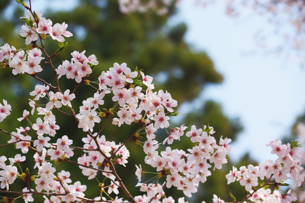 桜