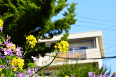 菜の花・・・
