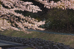 桜吹雪