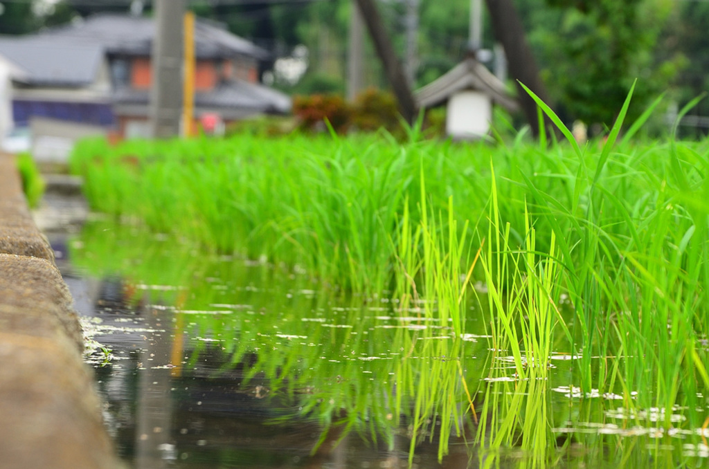 green・・・