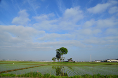 田んぼの中に