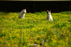 野原の猫～