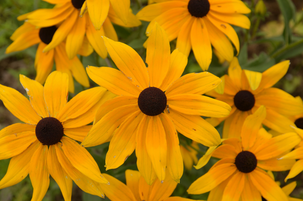 Yellow・・・