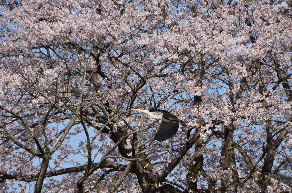 さくらとたわむれる・・・