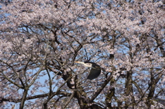 さくらとたわむれる・・・