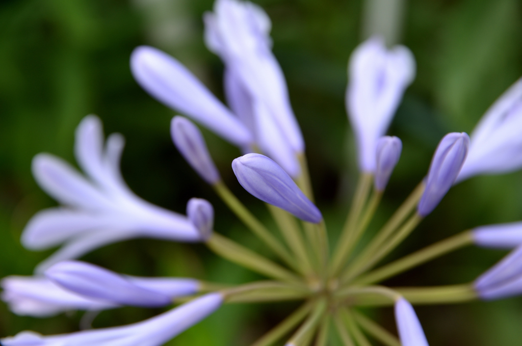 purple・・・