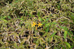 2つ
