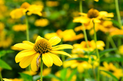 Yellow　flower