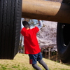 桜咲く公園でサスケ（笑）
