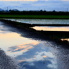 水溜りの雲・・・