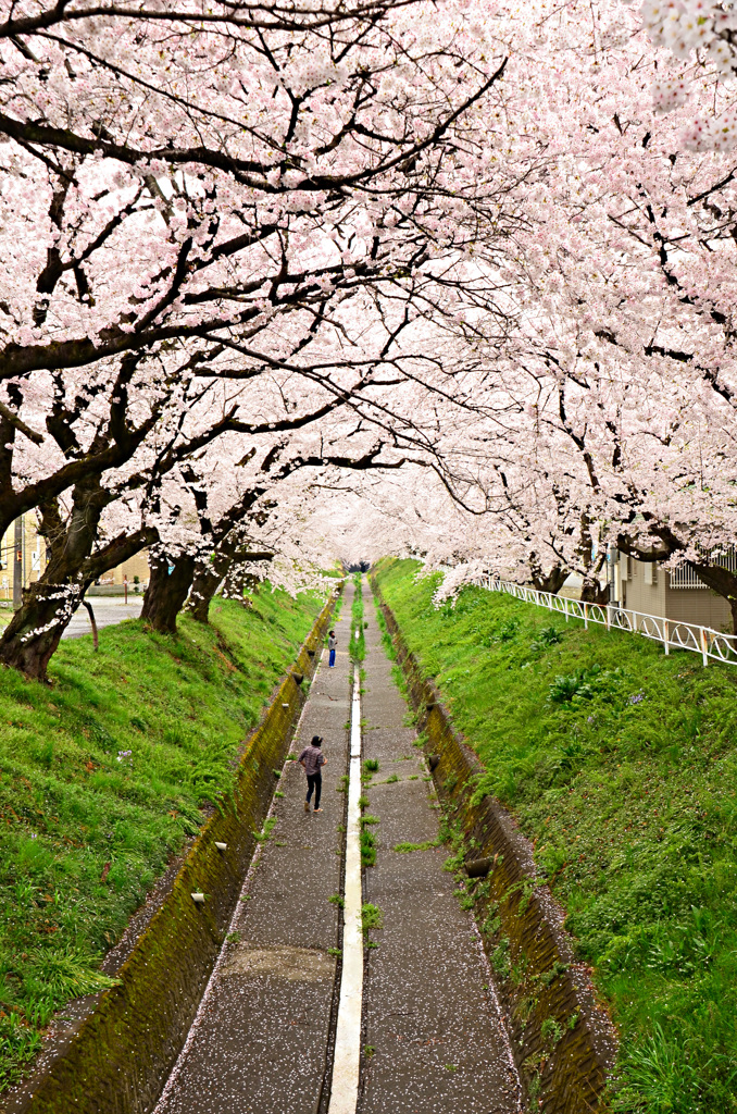桜並木～