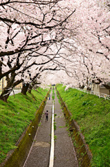 桜並木～