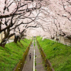 桜並木～
