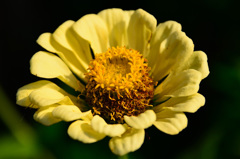 Yellow　&　Yellow
