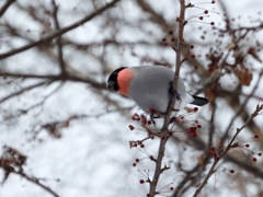 桜がないならこっちを食うまで