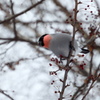 桜がないならこっちを食うまで