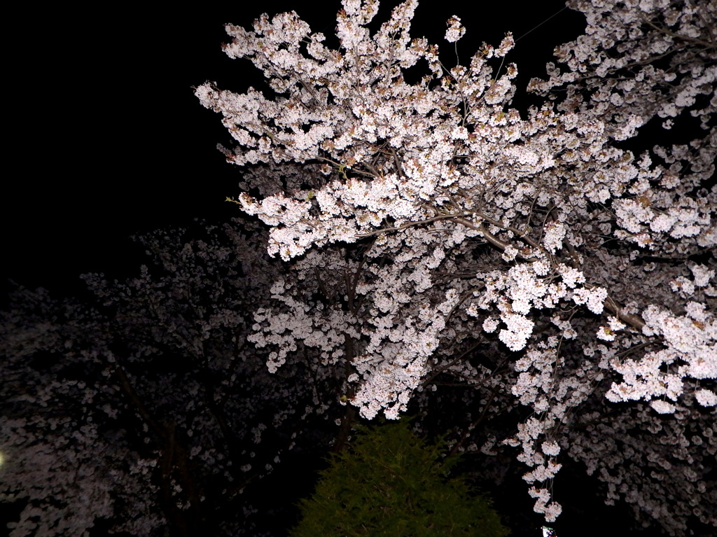 遅咲き夜桜