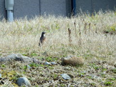 新潟へ行ってきました！ツグミ