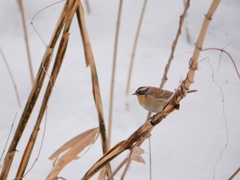 長野県で今話題の珍鳥！