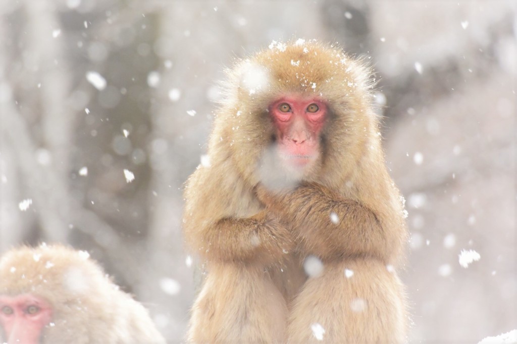Snow monkey