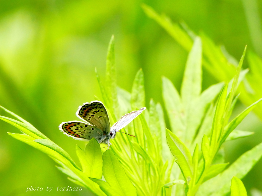 Butterfly