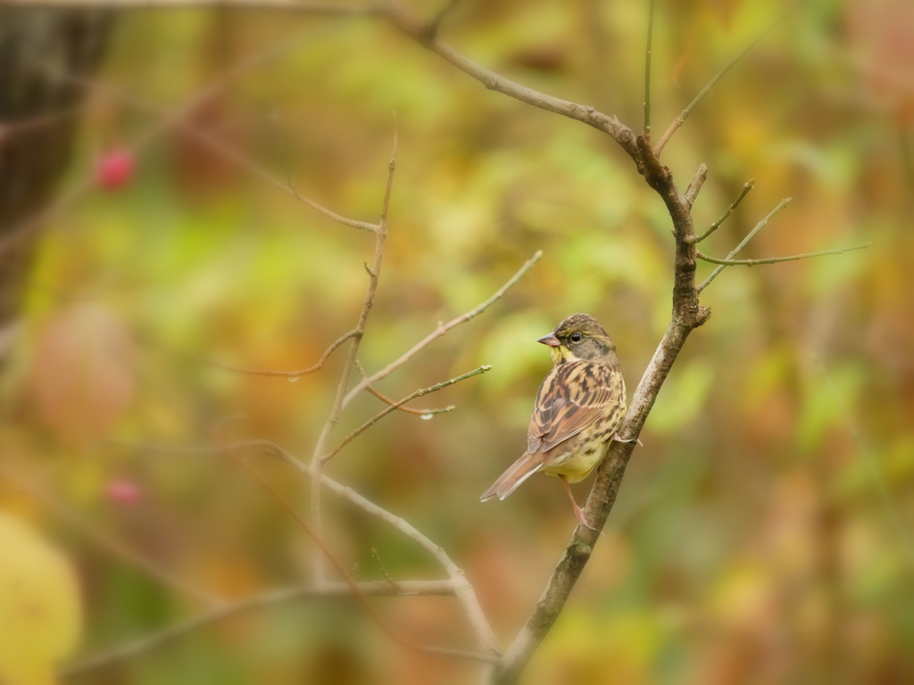 鳥photoシーズン到来！