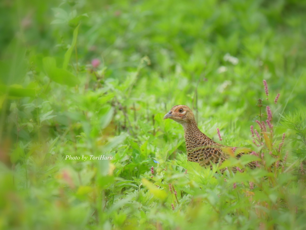 9月 キジ♀