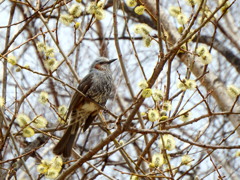 花に包まれた君は