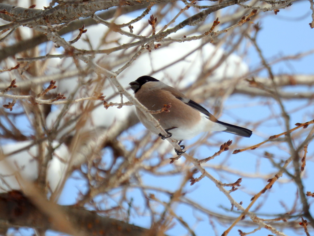 桜の枝にウソ♀