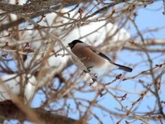 桜の枝にウソ♀