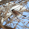 桜の枝にウソ♀