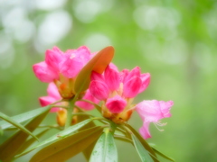 戸隠の花＊＊…♪♬